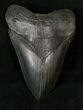 Beautiful, Black Megalodon Tooth - Serrated #17220-1